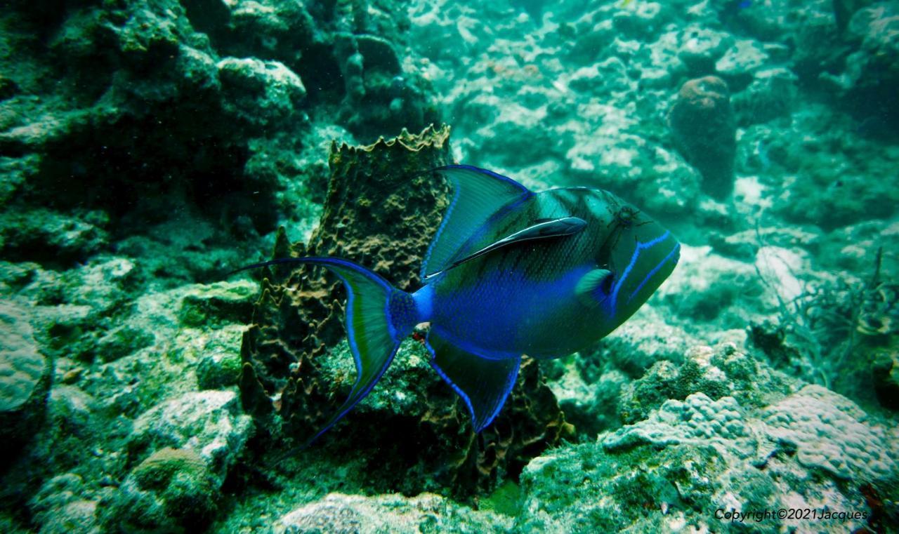 Caribbean Sea Apartamento Bouillante Exterior foto